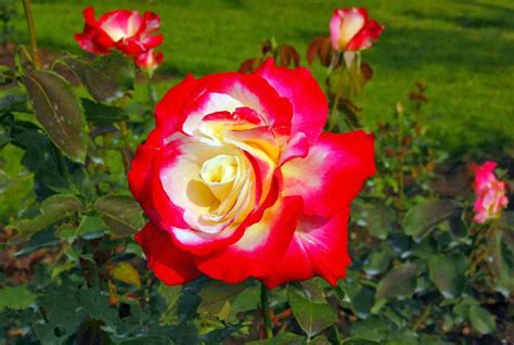 national flower of uk